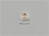 藏品(夜蛾科)的圖片